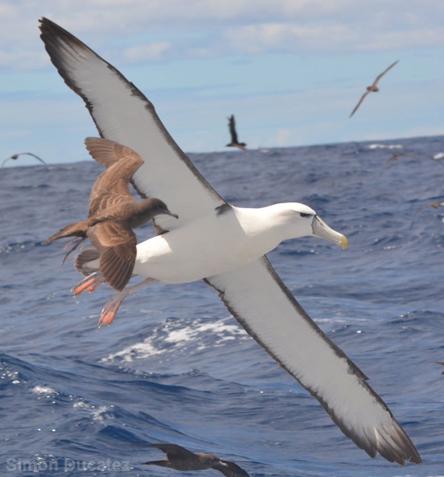 bird